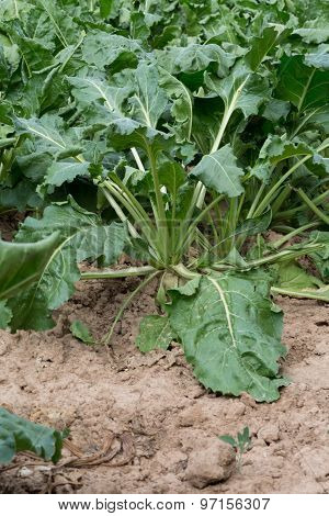 Sugar beet makro