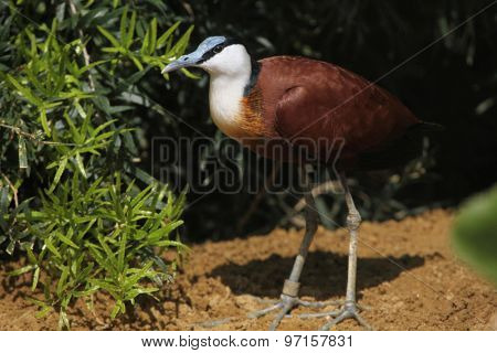 African jacana (Actophilornis africanus). Wild life animal.