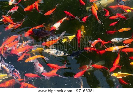 Koi Pond
