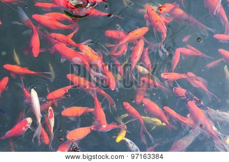Koi Pond