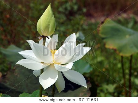 Vietnamese Flower, White Lotus Flower