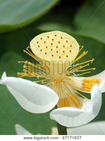 Vietnamese Flower, White Lotus Flower
