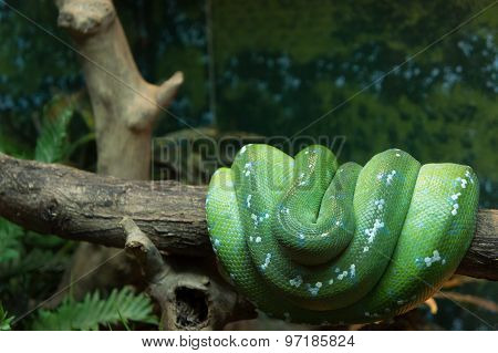 The green tree python