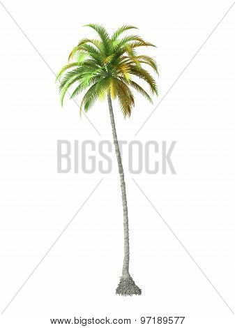 Tropical Plant Tree