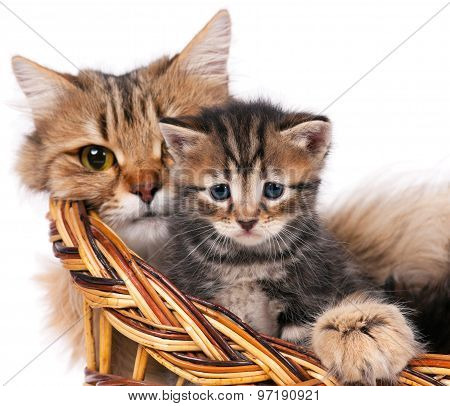 Siberian Kitten