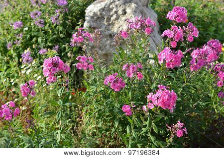 stone surrounded pink flowers