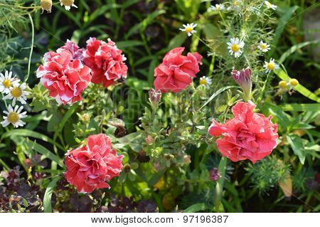 red-white flowers