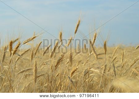 ears of corn
