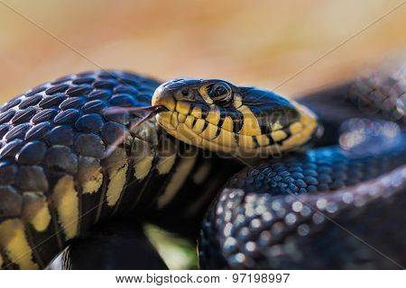 Grass-snake