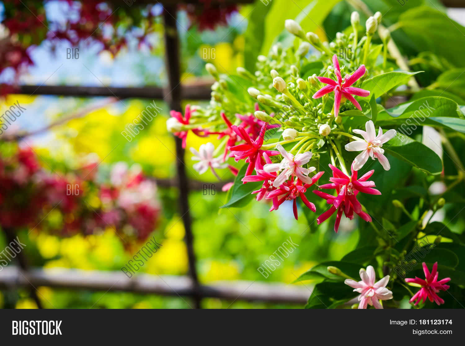 blooming chinese image photo free trial bigstock colorful nature pictures