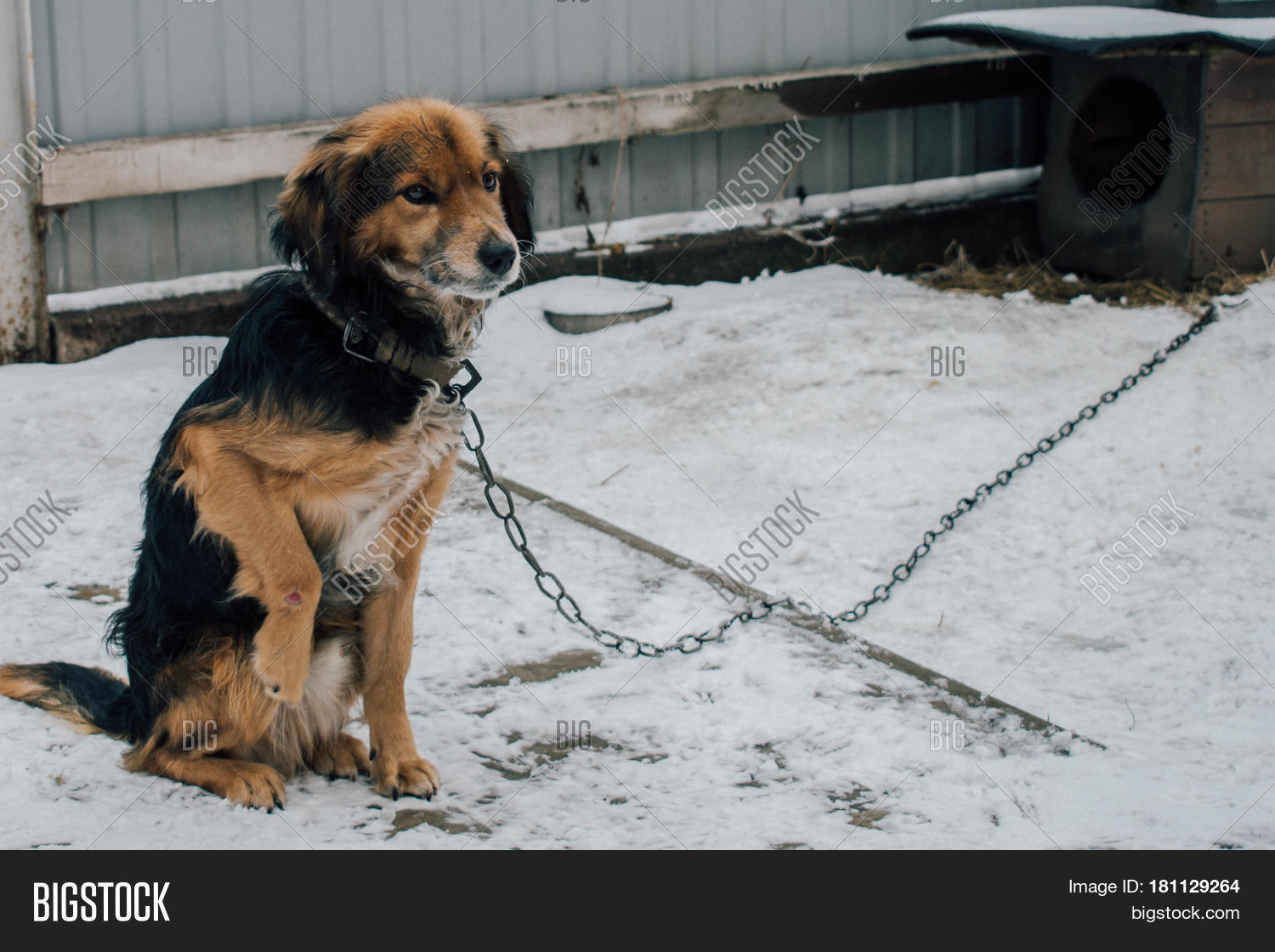 Sad Yard Dog On Chain Image & Photo (Free Trial) Bigstock