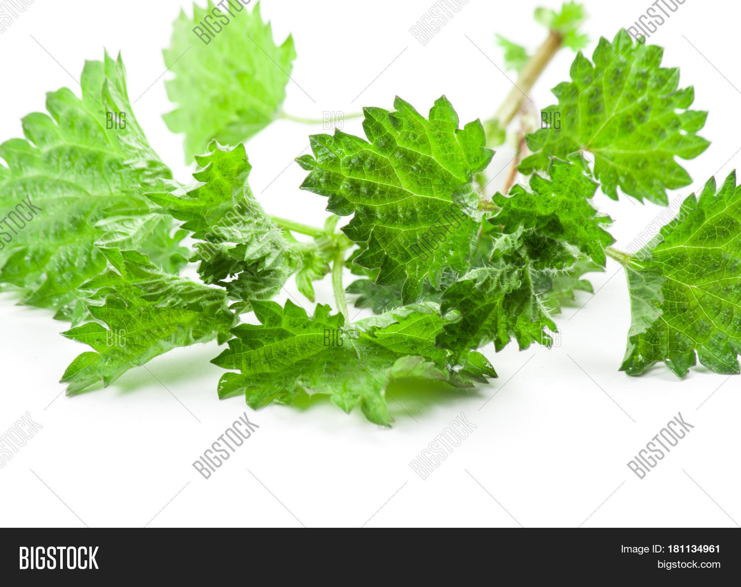Stinging Nettle Image & Photo (Free Trial) | Bigstock