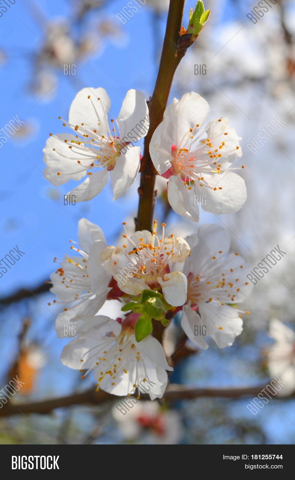 Image Preview