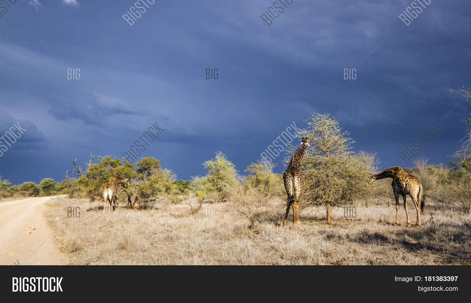 Image Preview