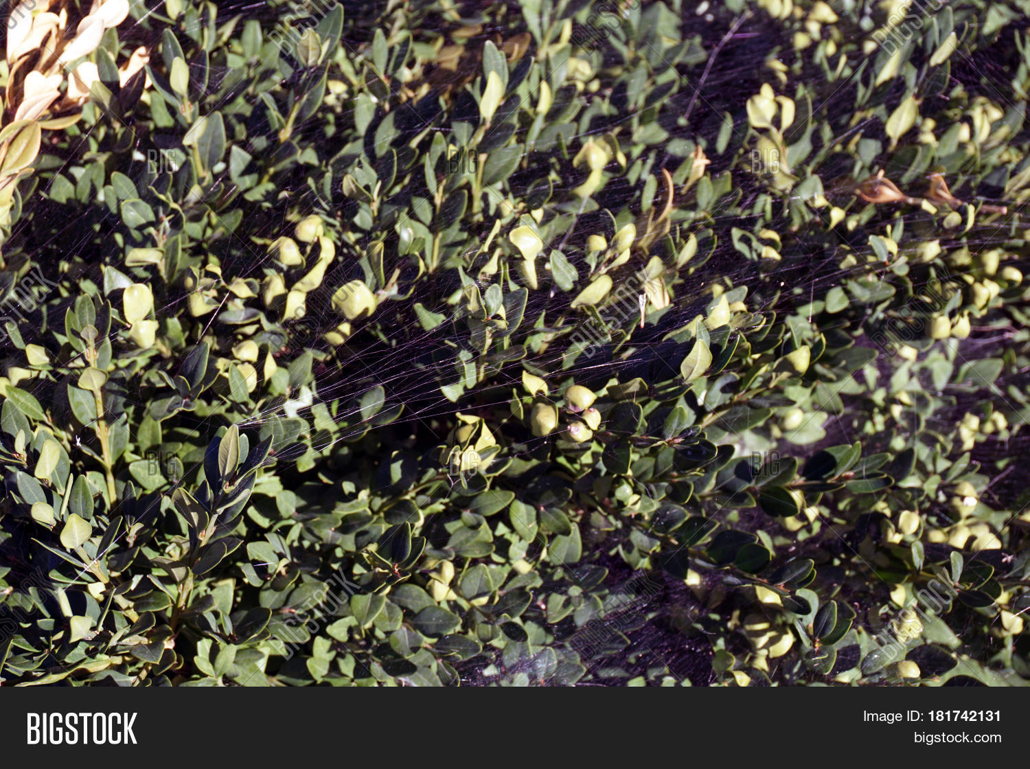 Image Preview
