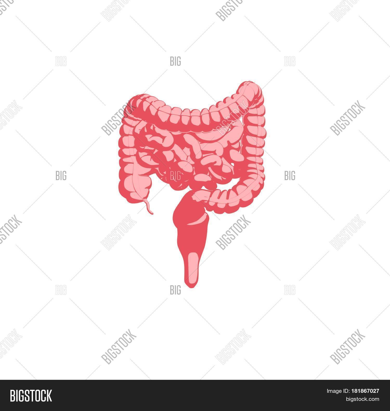 Intestines Infographic Image &amp; Photo (Free Trial) | Bigstock