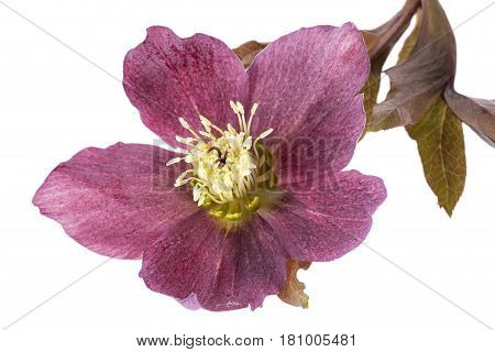 Spring flower of red helleborus isolated on white background