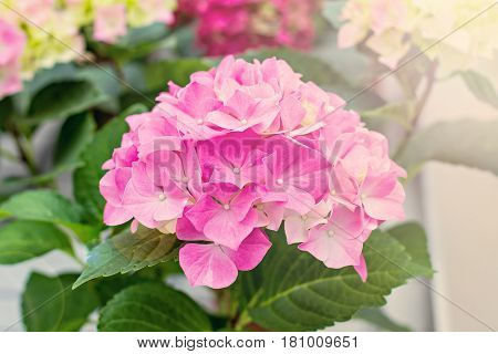 Hydrangea Macrophylla