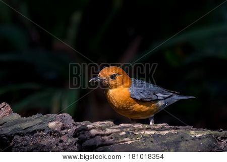 Orange-headed Thrush (geokichla Citrina) Bird