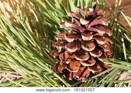 Macro Of A Dry Pine Cone With Pine Needles