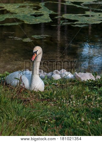 White Swan and Gray Ducklings in Mosigo Lake's Edge - Italian Dolomites Alps Scenery
