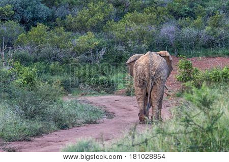 African bush elephant (loxodonta africana) in Marakele national park