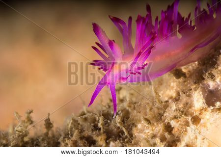 Flabellina Rubrolineata Nudibranch, Sea Slug