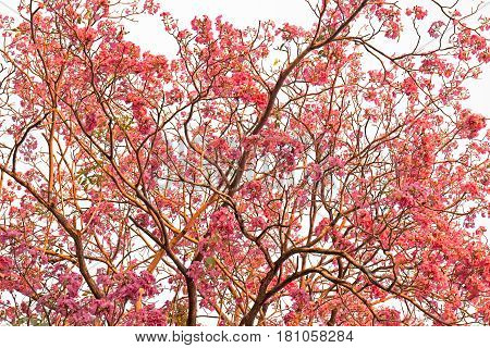 Beautiful Blooming Pink flowers of Tabebuia rosea