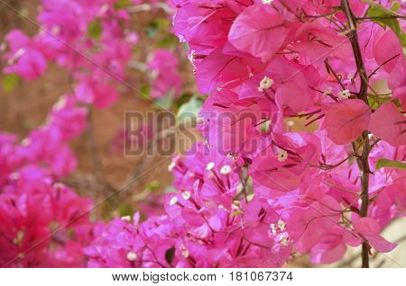 Pink Lesser bougainvillea Bougainvillea glabra , blooms in the garden, soft focus and sunlight. Beautiful flower background.
