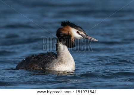 Great crested grebe (Podiceps cristatus) with feathers blowing. Elegant waterbird in the family Podicipedidae swimming on lake at Cardiff Bay Wales UK