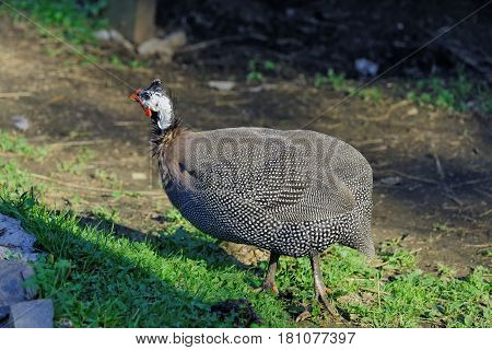 Guinea fowl in a agro farm outdoor