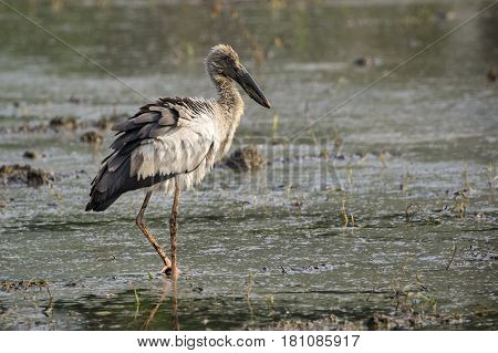 Image of Asian openbill stork on natural background. Wild Animals.