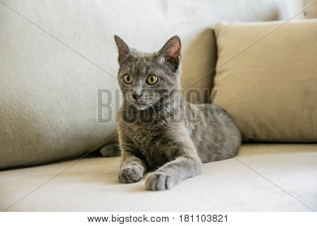 Russian blue cat, kitten sitting on the grey sofa.