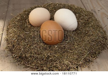 Nido degli animali