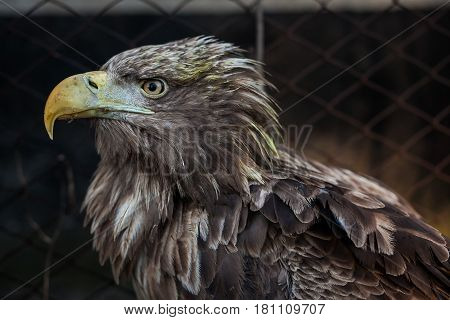 Eagle Close Up Portrait with natural light