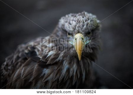 Eagle Close Up Portrait with natural light