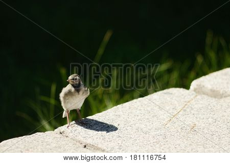 A sparrow on a concrete border. One. Green grass.