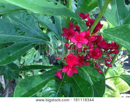 Red Jatropha Integerrima Jacq.