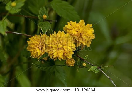 Branch  with bunch bloom and leaf of  yellow Kerria japonica at springtime in garden, Sofia, Bulgaria