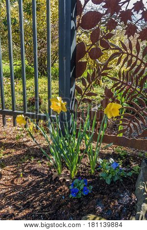 Daffodils bloom in front of a fence in Spring. Location is Seatac Washington.