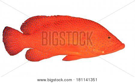 Red Coral Grouper fish isolated on white background