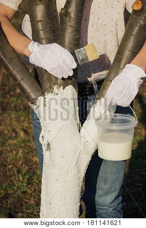 Spring Protection Of Fruit Trees In The Garden