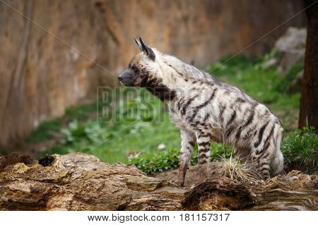 Striped hyena (Hyaena hyaena sultana), Hyena on the guard