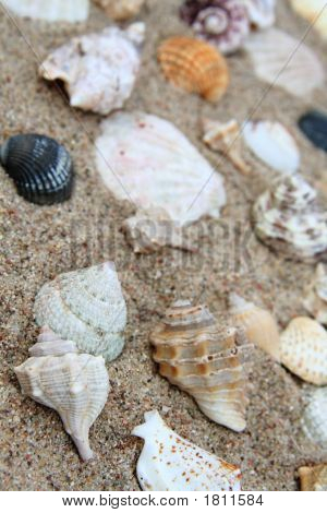Shell