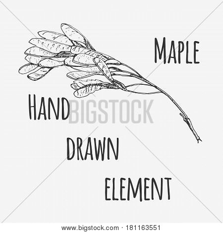 Vector illustration of maple. Lineart monochrome image