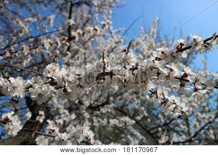 Apricot white flowers on a tree branch.