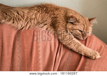 the red cat has a rest on a sofa back