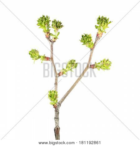 Spring branch of a foliar tree with a lot of buds in the form of green tassels isolated on white background