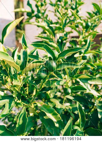 Green kumquat Fortunella, Kinkan on the tree. Fruit citrus trees in Montenegro.