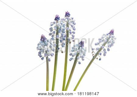 Bluebells flower (Grape Hyacinth Muscari armeniacum) on a white background